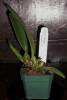 Laelia_anceps_5-18-10.JPG