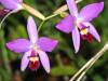 Laelia_pic_from_net.jpg