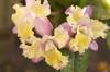 Laeliocattleya_Angel_Heart_Nora_2FPO.jpg