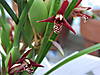 Maxillaria.jpg