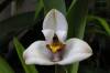 Maxillaria_Grandiflora.jpg