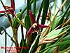 Maxillaria_tenuifolia3.JPG