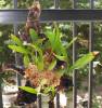 Miltonia_Spectabilis_mounted_5-21-11.JPG