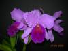 My_Orchids_09_093.jpg