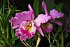 NOID_Cattleya_in_full_bloom_1.JPG