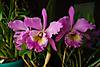 NOID_Cattleya_in_full_bloom_3.jpg