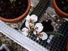 Oncidium_Krathoombam_flower.JPG