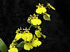 Oncidium_Unk_48_mary_carol_flower.JPG