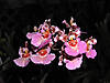 Oncidium_Unk_55_flower.jpg