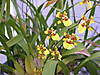 Oncidium_Unk_69_flower.jpg