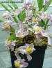 Oncidium_ornithorhynchum.jpg