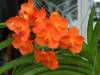 Orange_Vanda_Orchid_low.jpg