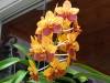 Orange_and_Yellow_Vanda_low.jpg