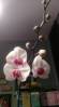 Orchid_12.jpg