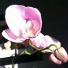 Orchid_Flower_3.jpg