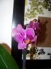 OrchidsAug2010_006.jpg