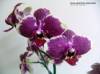 PHAL_ARLEQUIN_1.jpg