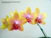 PHAL_BROTHER_SARA_GOLD_3.jpg