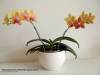 PHAL_BROTHER_SARA_GOLD_4.jpg