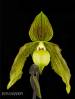 Paph-Its-Doll-Bloom.jpg