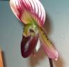 Paph_Callosum_4.JPG