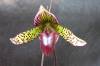 Paph_Noid5.jpg