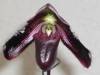 Paph_against_Light_Background_low.jpg