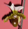 Paph_spicerianum_12-30-09.jpg