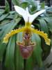 Paphiopedilum_Unknown_bloom_Small_.JPG