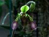 Paphiopedilum_lowii_1_of_1_.jpg