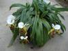 Paphiopedilum_spicerianum_plant_Small_.JPG