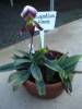 Paphiopedilum_sublaeve_plant_Small_.JPG