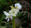 Pecteilis_gigantea4.JPG