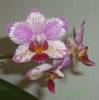 Phal_Brother_Sandra_Splash_4-1-09.JPG