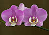 Phal_Kingcar_Sleeping_Beauty_-_BS.jpg