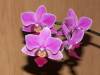 Phal_Little_Lady_2_.jpg