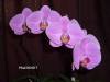 Phal_NOID_7.jpg