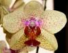 Phal_Noid_Cashmore_b_2-22-09.JPG