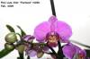 Phal_Noid_Lone_Star_Fantasia_2-22-09.jpg