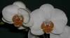 Phal_Noid_Orange_Lip_5-10-10.JPG