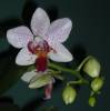 Phal_Noid_Silly_Normal_3-30-10.jpg