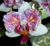 Phal_Noid_Silly_Peloric_closeup_3-30-10.JPG