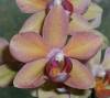 Phal_Noid_Sunset_closeup_5-10-10.JPG