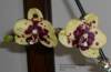 Phal_Sogo_Pearl_Pine_Ridge_15_4-1-09.JPG