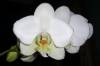 Phal_amabilis_3-30-10.jpg