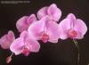 Phal_fucsia_Evita_1.jpg