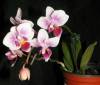 Phal_white-purple_mini_noid.JPG