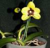 Phal_yellow_mini_harlequin.JPG