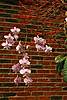 Phalaenopsis_Schillierana_Pink_Butterfly_02-29-16_4_.JPG