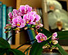 Phalaenopsis_Sogo_Vivian.jpg